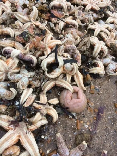 İngiltere'de binlerce deniz canlısı karaya vurdu