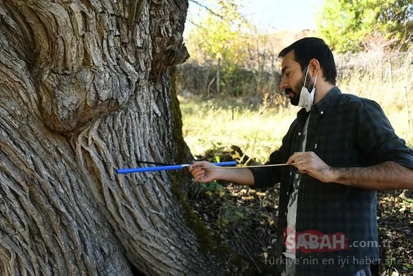 Dünyanın en yaşlı armut ağacı Artvin'de