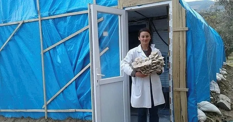 Aydın’da istiridye mantar üretimi yaygınlaşıyor