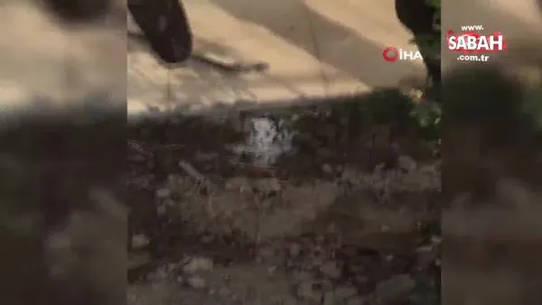 buldan da zehirli engerek yilani panigi
