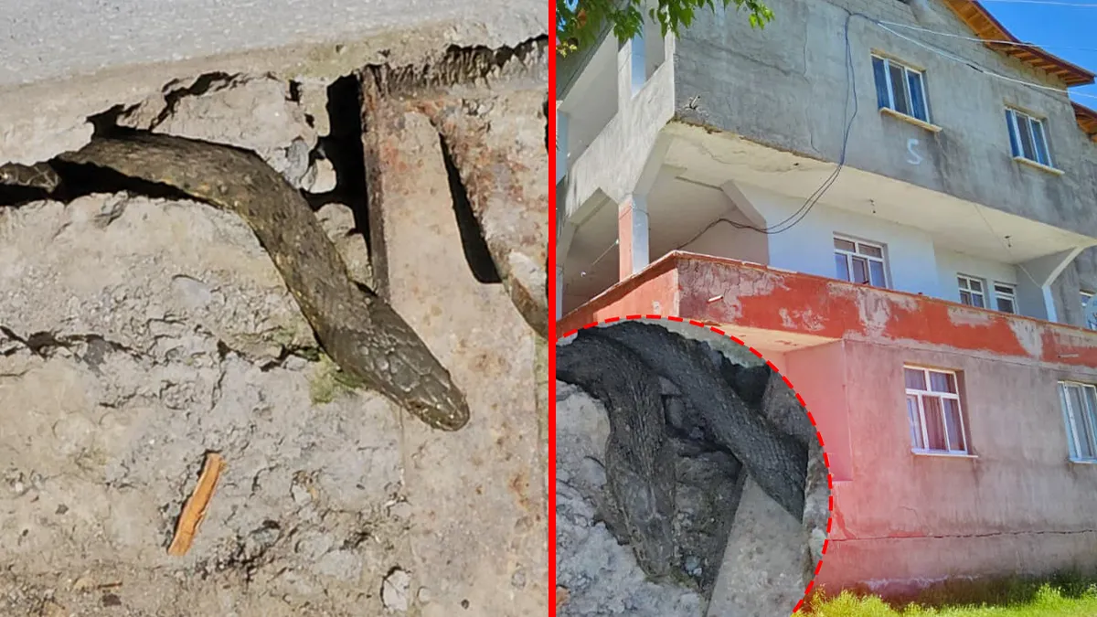 Muş’ta korku filmlerini aratmayan olay! Yılanlar tüm evi sardı: Bazılarının boyları 3 metre…