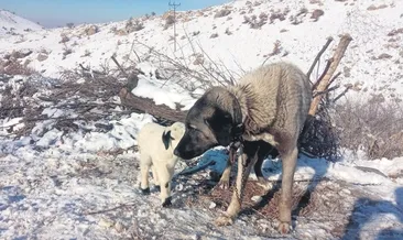 Kangal, kuzuya süt anne oldu