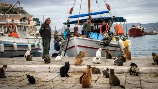 Yunanistan’da hayvanlar aç, sokaklar cins kedi dolu