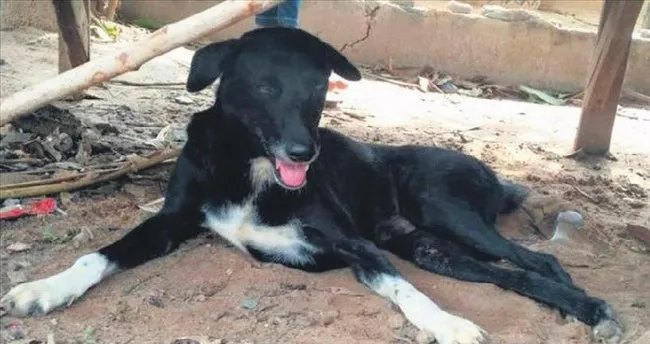 Annesi Gomdu Kopek Kurtardi Son Dakika Haberler