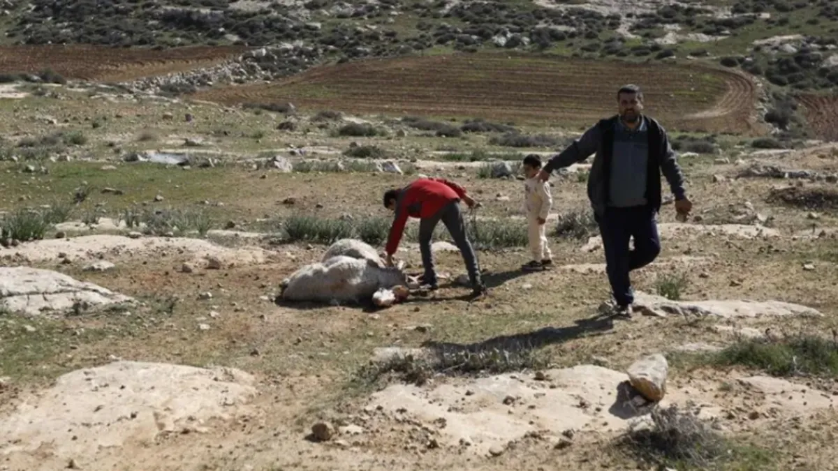 Siyonist İsrailliler, Filistinlilere ait 300 koyun ile safkan bir Arap atını çaldı