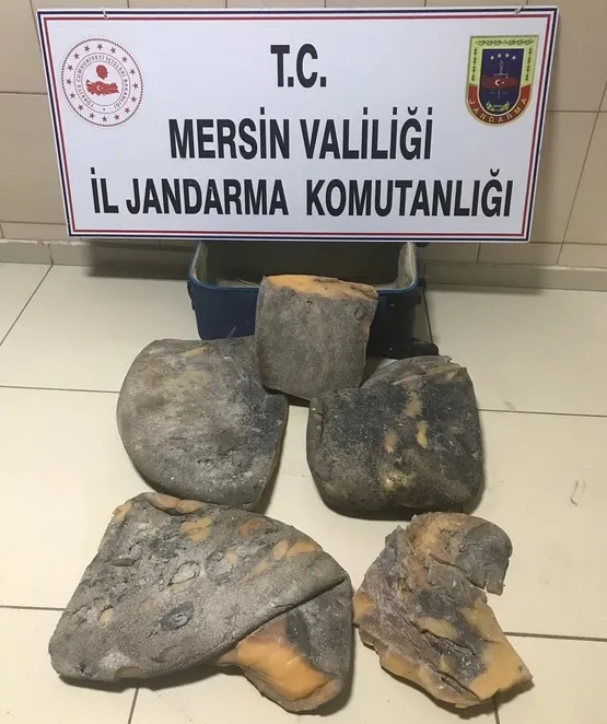 son-dakika-mersinde-balina-kusmugu-operasyonu-1576755232524.jpg