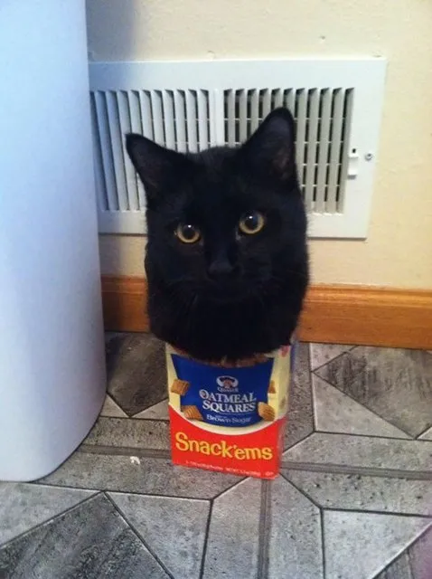 KEDİLERİN HER YERE SIĞABİLECEĞİNİ KANITLAYAN KARELER...