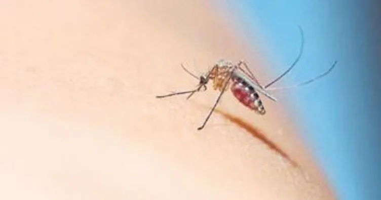 Melih ABİ: Sivrisineklerden bizi kim kurtaracak?