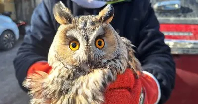Nesli tükenme tehlikesiyle karşı karşıya! Şanlıurfa'da bulundu #sanliurfa
