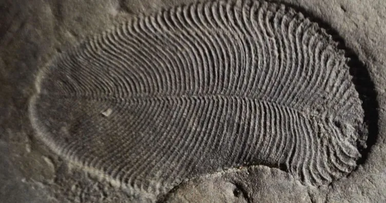 Kayıtlara geçen en eski hayvan fosili keşfedildi!
