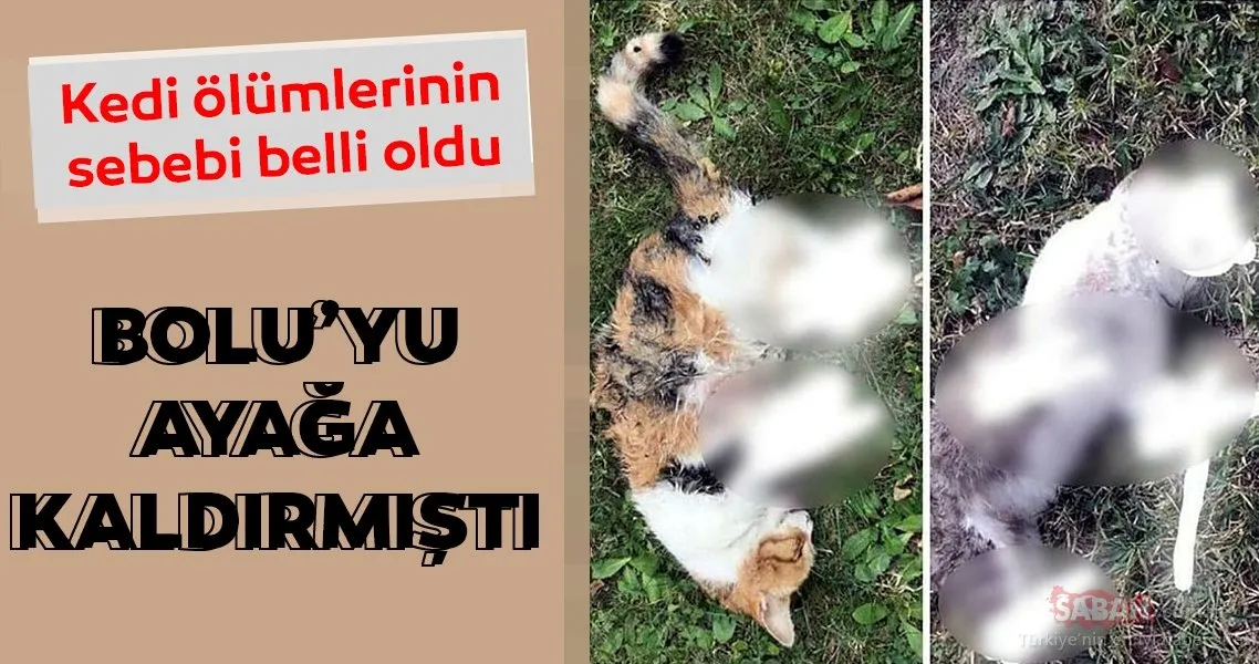 Bolu’yu ayağa kaldıran kedi ölümlerini cinayet büro çözdü Galeri