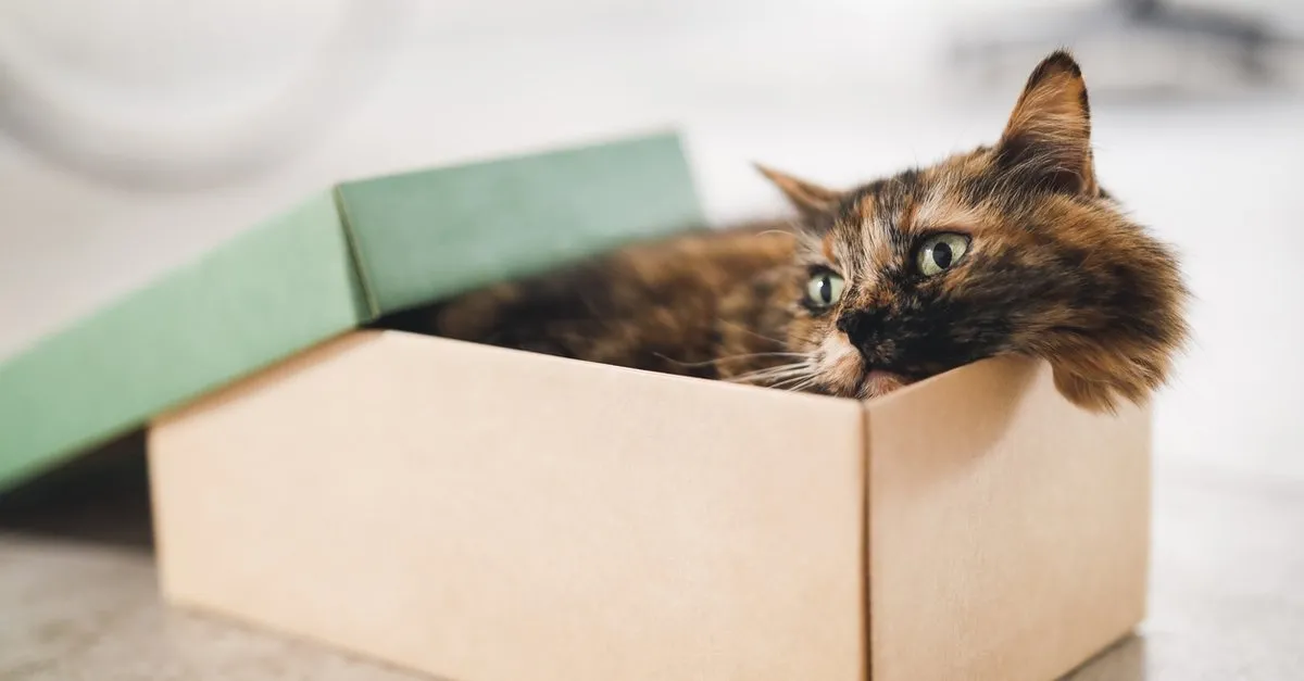 ruyada kedi gormek ne anlama gelir ruyada beyaz sari ve siyah kedi gormek ruya tabirleri son dakika haberler