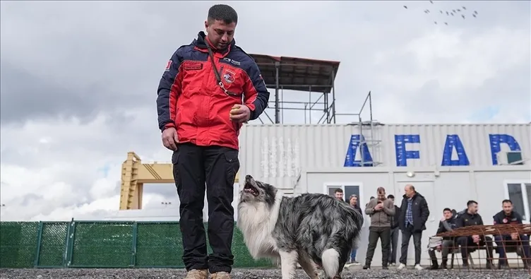 Evcil köpekler afetlere hazırlanıyor