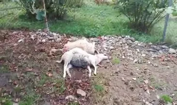 Kartepe’de sokak köpekleri dehşeti: 26 hayvan telef oldu #kocaeli