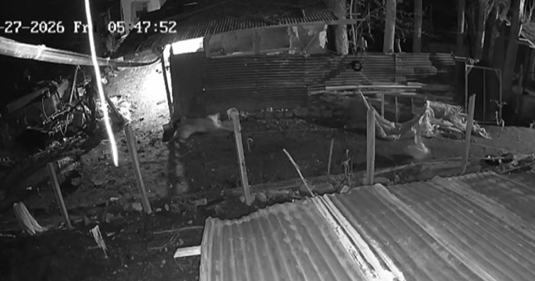 Kümese giren kurt, kazı alıp böyle kaçtı