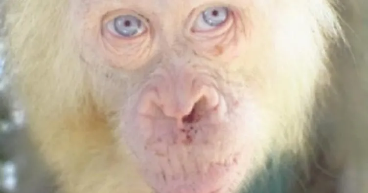Albino orangutan koruma altında