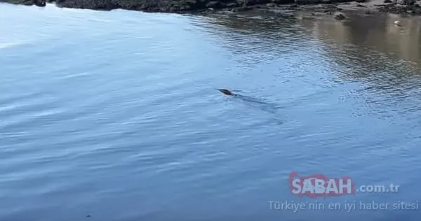 Gizemli deniz yaratığı balıkçıyı şaşkına çevirdi!