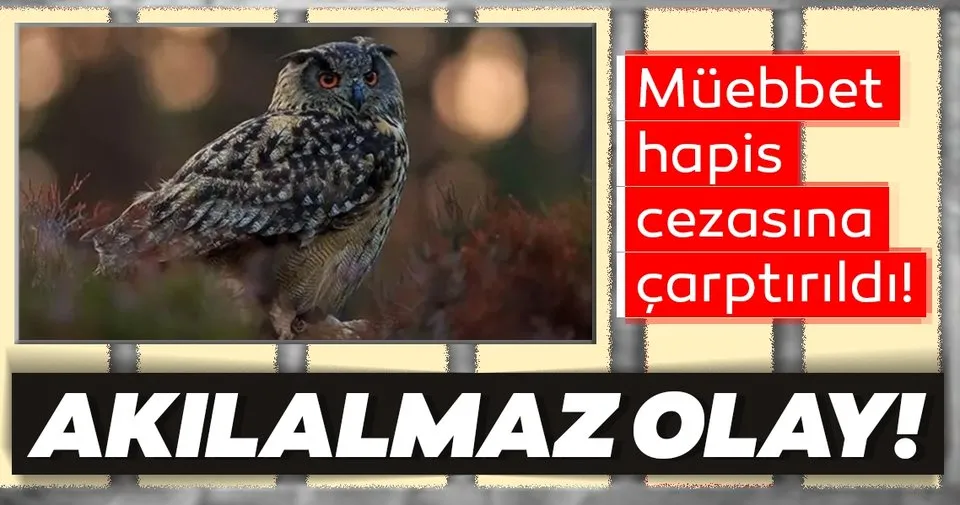 Muebbet Hapis Cezasina Captirilan Baykus Ulkeyi Karistirdi Dunya Haberleri
