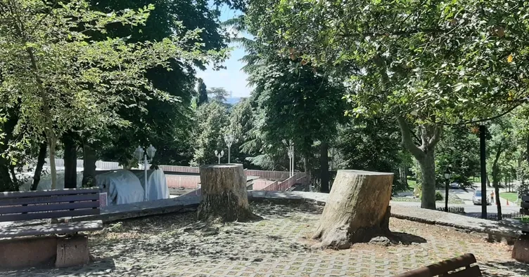 İBB ağaç katliamına devam ediyor