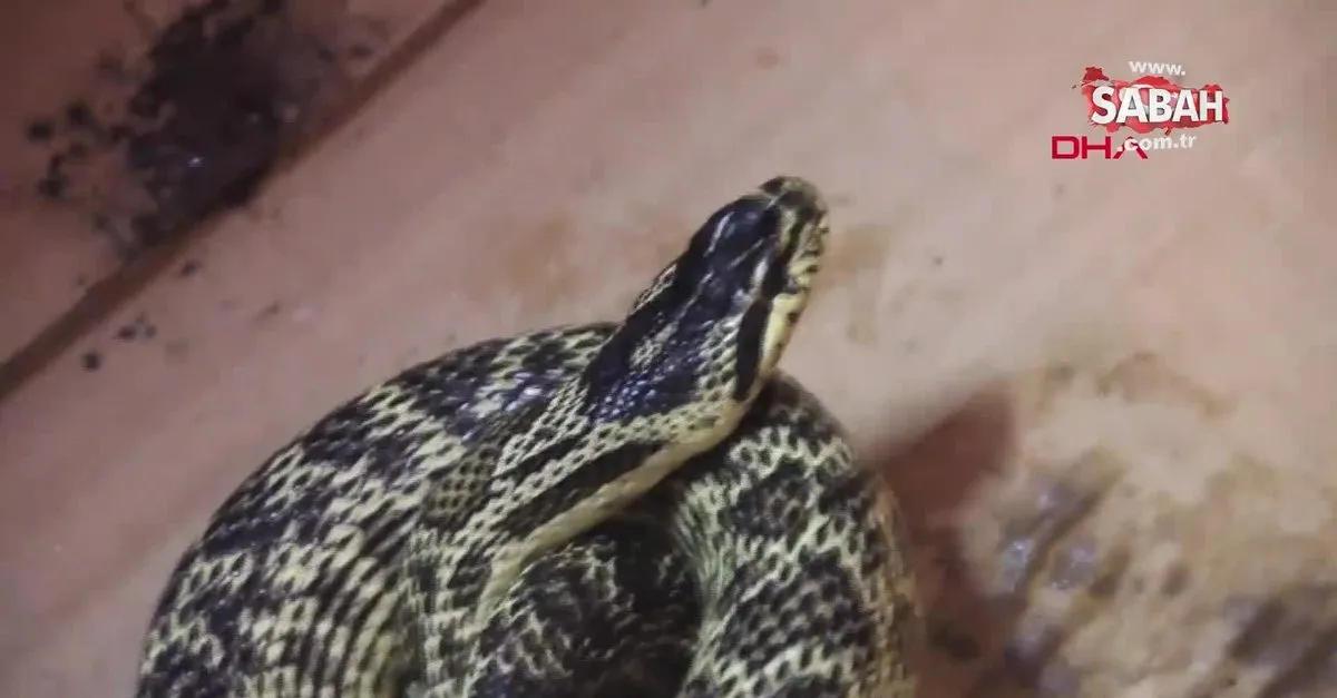 sivasli vatandas yolda buldugu yilani yakalayip su sisesine soktu