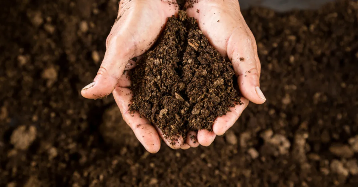 Azonal Topraklar Nelerdir? Azonal Toprak Çeşitleri Hangileri, Özellikleri Neler?