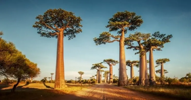 Tarihi Baobab ağaçları bilim dünyasını şaşırttı