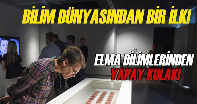 Elma dilimlerinden yapay kulak yaptılar!