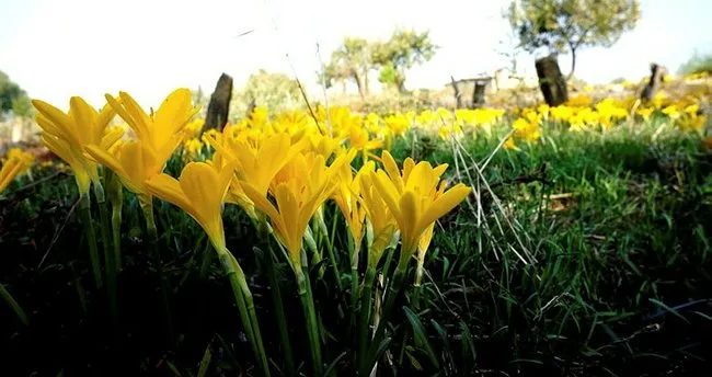 ruyada cicek gormek cicek koparmak cicek ekmek solmus cicek renkli cicekler gormek ne demektir ruya tabirleri haberleri
