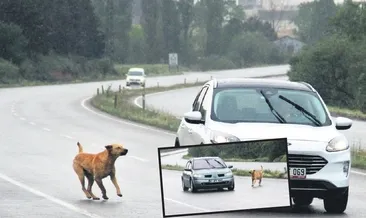 İstanbul köpekleri Kocaeli’ne atıyor