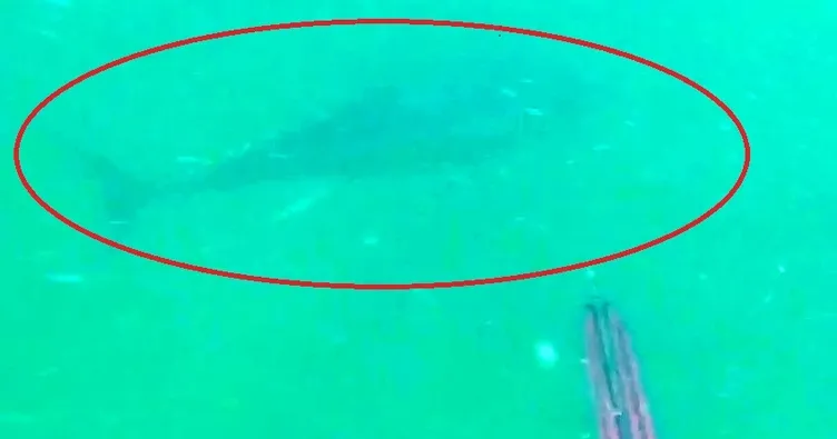 En son 50 yıl önce görülmüştü!