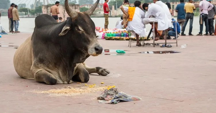 Hindistan’da inek bakanlığı açılıyor