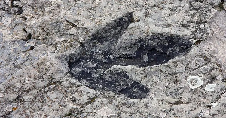 Güney Kore’de dünyanın en küçük dinozor ayak izleri bulundu