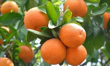 Türkiye’nin turunçgil ihracatı yüzde 12 artış gösterdi