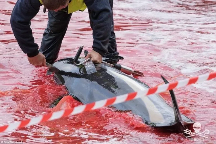 Danimarka’nın Faroe Adaları’nda balina katliamı