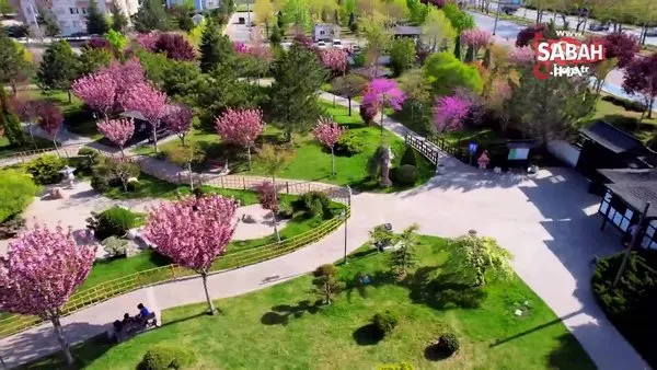 Sakuralar Konya'da çiçek açtı, görüntüler hayran bıraktı | Video