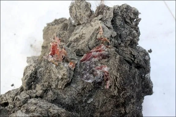 40 bin yaşındaki mamuttan taze kan