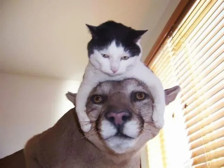 Kedilerini şapka olarak kullandılar