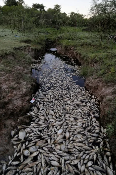 Binlerce ölü balık nehri kapladı