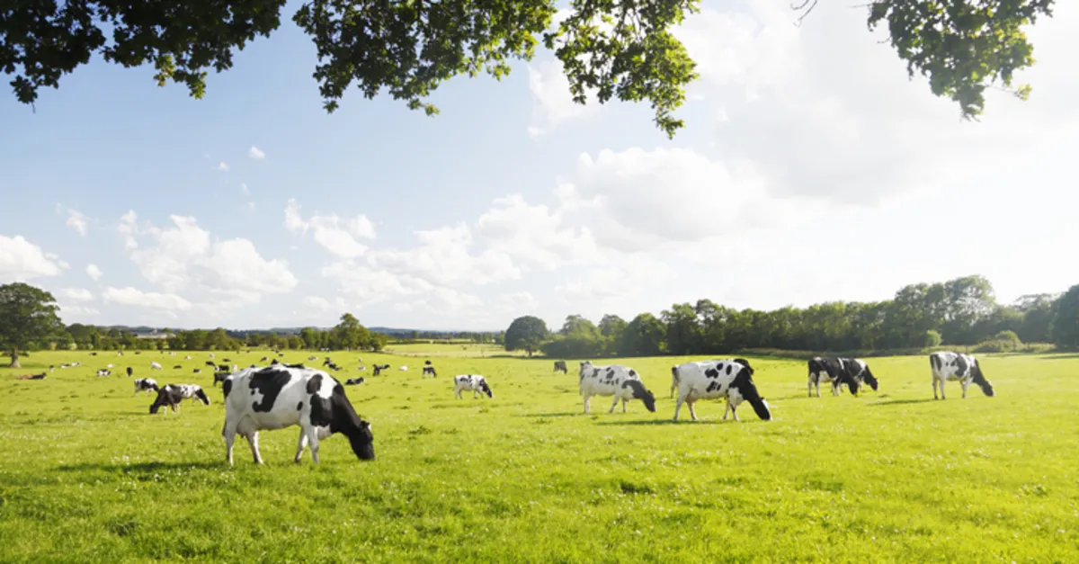 ruyada inek surusu kovalamak ne anlama gelir ruyada inek surusu otlatmak tabiri ne demek ruya tabirleri haberleri ruyada inek surusu kovalamak ne anlama gelir ruyada inek surusu otlatmak tabiri ne demek ruya tabirleri haberleri