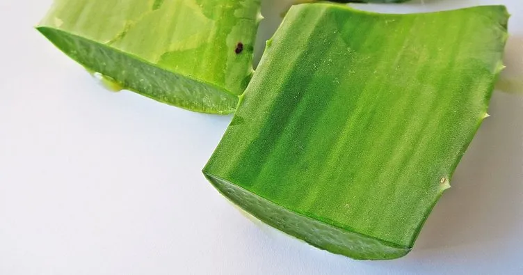 Aloe vera saça faydaları nelerdir? Aloe vera saç maskesi nasıl yapılır?