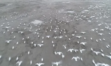 Kazlıçeşme’de otoparka sığınan yüzlerce martı havadan fotoğraflandı