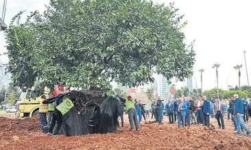 Adliye Kavşağı’na 80 yaşında mandalina