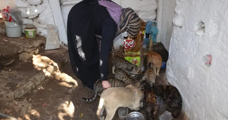 Evinde onlarca kedi besleyen fedakar kadının mama çağrısı