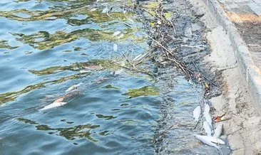Titreyengöl’de balıklar ölüyor