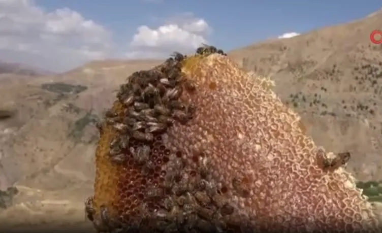 Batmanlı iş adamı satın aldı: ’Kilosu 160 bin liralık bal olur mu’ demeyin