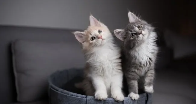 Kedi Yaşı Hesaplama - Kediler Kaç Ayda Yaşına Girer, Kedi İnsan Yaşı Nasıl Hesaplanır?