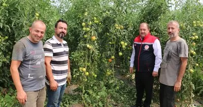 Erzincan, domates ve salatalıkta bölgeyi besliyor #erzincan