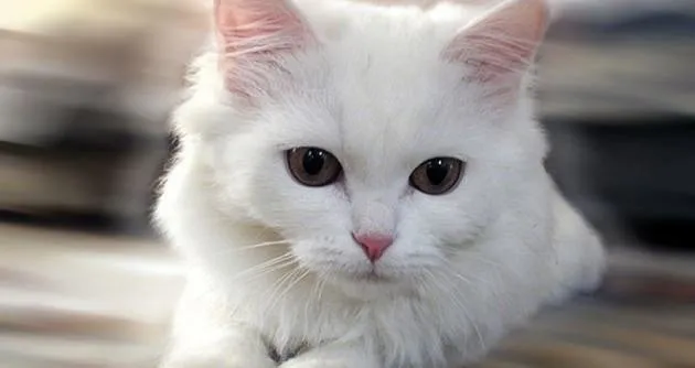 İslam'da özel bir hayvan: Kedi