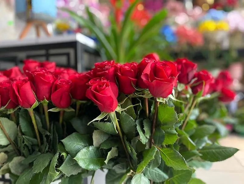 erkek ve bayan sevgiliye sevgililer