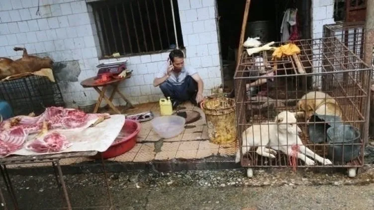 Son dakika haberi: Çinliler koronavirüs salgınına rağmen değişmedi! Yasağa rağmen vahşi hayvan tüketmeye devam ediyorlar